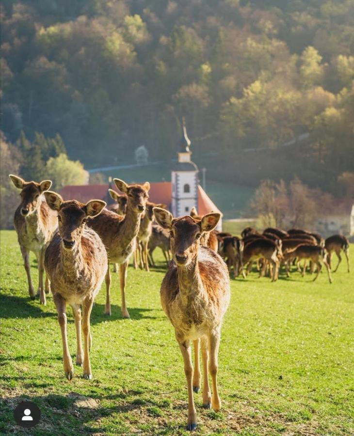 Guesthouse Jelenov Greben Podčetrtek Dış mekan fotoğraf